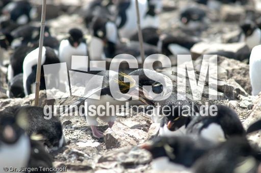 Goldschopfpinguin (04 von 19).jpg